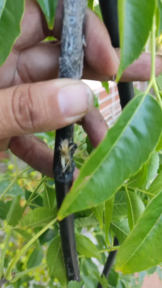 Técnico revisando el daño en la cubierta de un cable de acometida de fibra óptica entre las ramas de un árbol